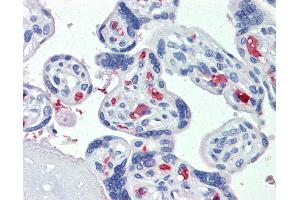 Anti-CLEC2D antibody IHC of human placenta. (CLEC2D anticorps  (AA 122-131))