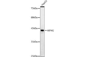 Western blot analysis of extracts of HepG2 cells, using /AMID antibody (ABIN6129888, ABIN6136678, ABIN6136679 and ABIN6215707) at 1:1000 dilution. (AIFM2 anticorps  (AA 1-373))