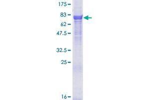 Image no. 1 for TNF Receptor-Associated Factor 7 (TRAF7) (AA 1-594) protein (GST tag) (ABIN1323518)