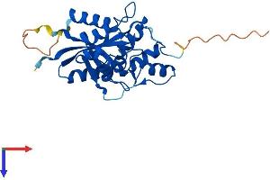 AlphaFold protein structure predicition of Human Recombinant NMNAT3 Protein, UniprotID Q96T66