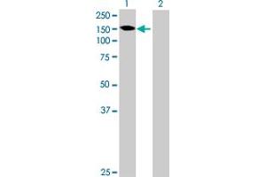 Western Blot analysis of GALNT6 expression in transfected 293T cell line by GALNT6 MaxPab polyclonal antibody.