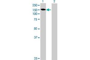Western Blot analysis of GALNT6 expression in transfected 293T cell line by GALNT6 MaxPab polyclonal antibody. (GALNT6 anticorps  (AA 1-622))