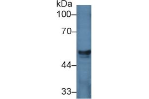 Western Blot; Sample: Porcine Liver lysate; Primary Ab: 2µg/ml Rabbit Anti-Human HGD Antibody Second Ab: 0. (HGD anticorps  (AA 8-205))