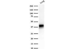 Western Blot of human lung lysate using EpCAM-Monospecific Mouse Monoclonal Antibody (EGP40/1372). (EpCAM anticorps  (Extracellular Domain))