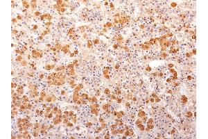 Formalin-fixed, paraffin-embedded human Pituitary Gland stained with ACTH Monoclonal Antibody (57). (POMC anticorps  (N-Term))