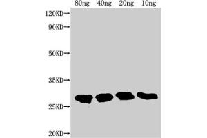 Western Blot Positive WB detected in Recombinant protein All lanes: TTYH2 antibody at 1:2000 Secondary Goat polyclonal to rabbit IgG at 1/50000 dilution Predicted band size: 22. (TTYH2 anticorps  (AA 455-534))
