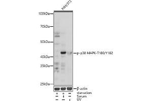 Western blot analysis of extracts of NIH/3T3 cells, using Phospho-p38 MAPK-T180/Y182 antibody (ABIN6135257, ABIN6136138, ABIN6136139 and ABIN6225556) at 1:1000 dilution. (MAPK14 anticorps  (pThr180, pTyr182))
