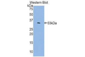 Western Blotting (WB) image for anti-FK506 Binding Protein 10, 65 KDa (FKBP10) (AA 158-440) antibody (ABIN1858892)