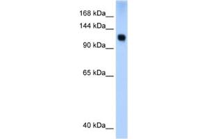 Western Blotting (WB) image for anti-SWI/SNF Related, Matrix Associated, Actin Dependent Regulator of Chromatin, Subfamily A, Member 5 (SMARCA5) antibody (ABIN2460151) (SMARCA5 anticorps)
