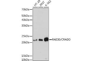 Western blot analysis of extracts of various cell lines, using RAIDD/CRADD Rabbit mAb (ABIN7266106) at 1:3000 dilution. (CRADD anticorps)