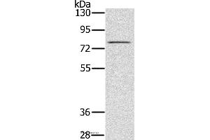 Western blot analysis of Raw264. (TAB3 anticorps)