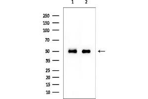 anti-Coagulation Factor II (thrombin) Receptor-Like 1 (F2RL1) antibody