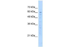 KIAA0494 antibody used at 5 ug/ml to detect target protein.