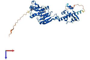 AlphaFold protein structure predicition of Mouse Recombinant Henmt1 Protein, UniprotID Q8CAE2