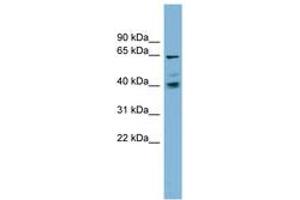 Image no. 1 for anti-Transmembrane 9 Superfamily Protein Member 4 (TM9SF4) (AA 35-84) antibody (ABIN6742027) (TM9SF4 anticorps  (AA 35-84))