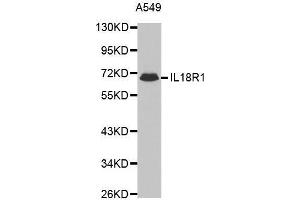 Western blot analysis of extracts of A549 cell line, using IL18R1 antibody. (IL18R1 anticorps  (AA 19-320))