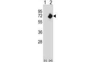 Western Blotting (WB) image for anti-N-Myristoyltransferase 2 (NMT2) antibody (ABIN2998073) (NMT2 anticorps)