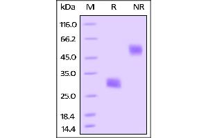 Biotinylated Mouse VEGF164, His Tag on SDS-PAGE under reducing (R) and no-reducing (NR) conditions.