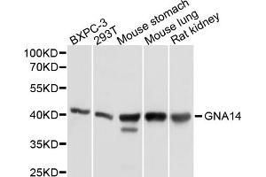 Western blot analysis of extracts of various cell lines, using GNA14 antibody (ABIN5997804) at 1/1000 dilution.