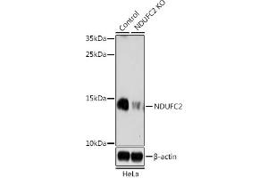 Western blot analysis of extracts from normal (control) and NDUFC2 knockout (KO) HeLa cells, using NDUFC2 antibody (ABIN7268818) at 1:1000 dilution.