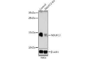 Western blot analysis of extracts from normal (control) and NDUFC2 knockout (KO) HeLa cells, using NDUFC2 antibody (ABIN7268818) at 1:1000 dilution. (NDUFC2 anticorps  (AA 1-100))
