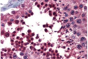 Human Testis (formalin-fixed, paraffin-embedded) stained with BMPER antibody ABIN462252 followed by biotinylated goat anti-rabbit IgG secondary antibody ABIN481713, alkaline phosphatase-streptavidin and chromogen.