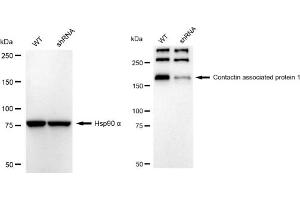 Western blotting analysis using Contactin associated protein 1 antibody (ABIN7798148). (Recombinant CNTNAP1 anticorps)