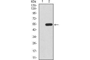 Western Blotting (WB) image for anti-Kruppel-Like Factor 6 (KLF6) (AA 71-283) antibody (ABIN5918273)