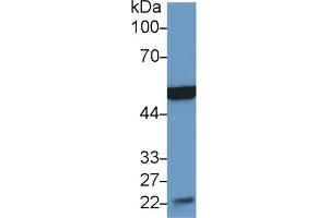 Western Blot; Sample: Mouse Heart lysate; Primary Ab: 2µg/ml Rabbit Anti-Mouse MSE Antibody Second Ab: 0.
