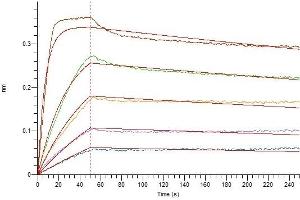 Loaded Human IL-2RB-Fc on Protein A Biosensor, can bind Human IL-2 Superkine with an affinity constant of 0. (IL-2 Protein (His tag))
