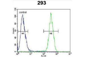 CLPX Antibody (C-term) flow cytometric analysis of 293 cells (right histogram) compared to a negative control cell (left histogram). (CLPX anticorps  (C-Term))