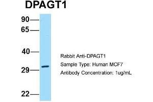 Host: Rabbit Target Name: DPAGT1 Sample Type: Human MCF7 Antibody Dilution: 1. (DPAGT1 anticorps  (C-Term))