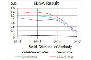 anti-Hexosaminidase A (HEXA) antibody