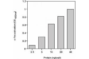 TransAM® standard curve generated using Recombinant c-Fos protein.