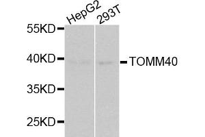 Western blot analysis of extracts of HepG2 and 293T cell lines, using TOMM40 antibody. (TOMM40 anticorps)