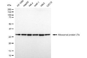anti-Ribosomal Protein L7a (RPL7A) antibody