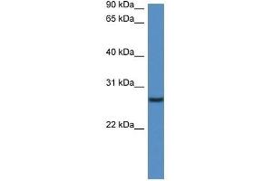 Western Blot showing Clec1b antibody used at a concentration of 1.