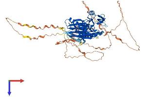 AlphaFold protein structure predicition of Human Recombinant PPM1D Protein, UniprotID O15297