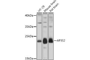 Western blot analysis of extracts of various cell lines, using S2 Rabbit pAb (ABIN7265451) at 1:1000 dilution. (AP3S2 anticorps  (AA 1-193))