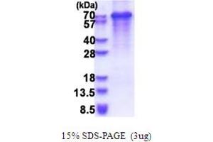 SDS-PAGE (SDS) image for Synaptotagmin III (SYT3) (AA 76-590) protein (His tag) (ABIN5853647) (Synaptotagmin 3 Protein (AA 76-590) (His tag))