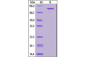 Human CD73, Mouse IgG2a Fc Tag on  under reducing (R) condition.