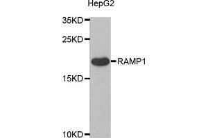 Western blot analysis of extracts of HepG2 cells, using RAMP1 antibody (ABIN5973847) at 1/1000 dilution. (RAMP1 anticorps)