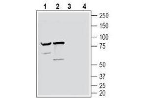 Western blot analysis of mouse brain lysate (lanes 1 and 3) and rat brain lysate (lanes 2 and 4): - 1-2. (NPTXR anticorps  (C-Term, Extracellular))