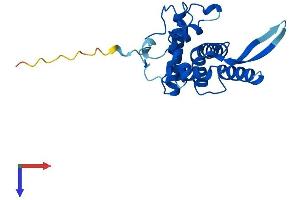 AlphaFold protein structure predicition of Mouse Recombinant Rps5 Protein, UniprotID P97461