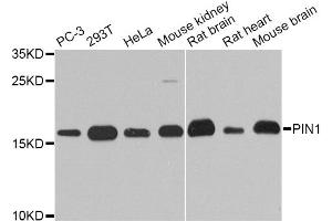 Western blot analysis of extracts of various cell lines, using PIN1 antibody. (PIN1 anticorps)