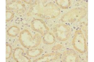 Immunohistochemistry of paraffin-embedded human kidney tissue using ABIN7158545 at dilution of 1:100 (FCGR2C anticorps  (AA 43-223))