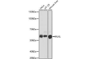 Western blot analysis of extracts of various cell lines, using MLKL antibody (ABIN7268669) at 1:1000 dilution. (MLKL anticorps)