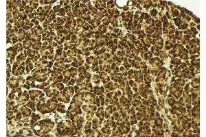 ABIN6279483 at 1/100 staining Mouse pancreas tissue by IHC-P. (HNRPDL anticorps  (C-Term))