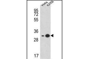RPS3A Antibody (C-term) (ABIN651720 and ABIN2840374) western blot analysis in Hela, cell line lysates (15 μg/lane). (RPS3A anticorps  (C-Term))