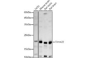 Western blot analysis of extracts of various cell lines, using Timm22 antibody (ABIN7270926) at 1:1000 dilution. (TIMM22 anticorps)